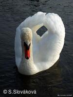 * Z DĚNÍ VE MĚSTĚ